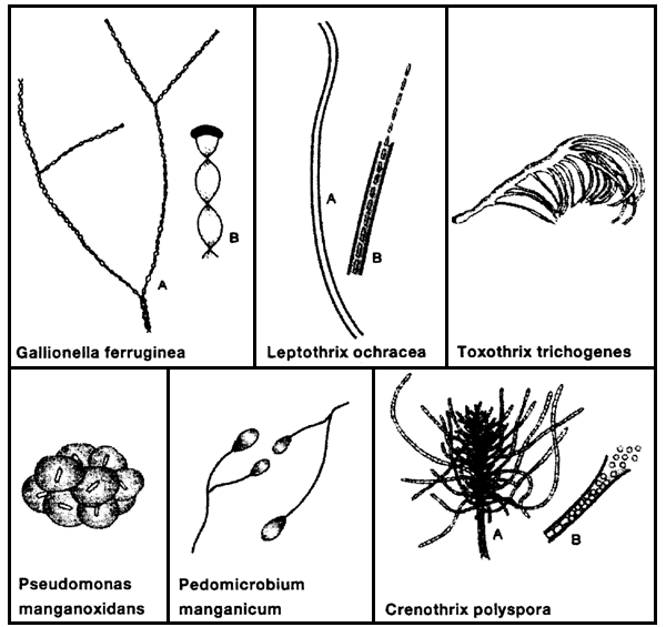 Eisenbakterien